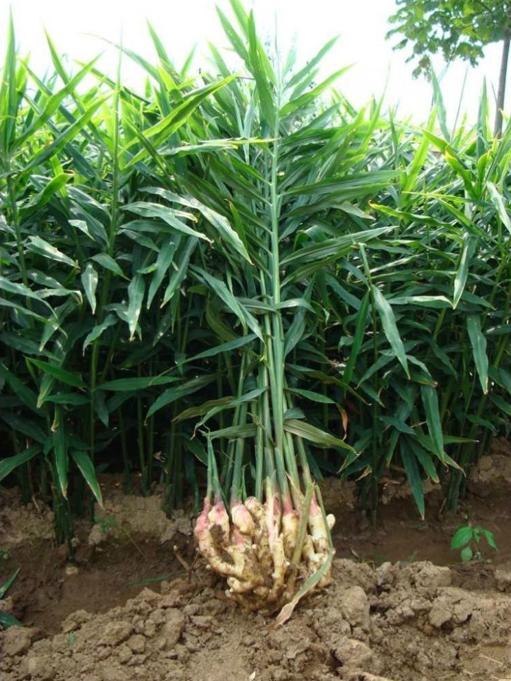 What is the Use of Fulvic Acid Fertilizer? Fulvic acid is a water-soluble, reddish-brown or gray-black powdery substance. It plays a significant role in promoting plant growth and combating drought. It enhances the plant's ability to resist adverse conditions, increases yield, and improves quality. It is mainly applied to crops such as wheat, corn, sweet potatoes, millet, rice, cotton, peanuts, rapeseed, tobacco, silkworm mulberry, melons, and vegetables.