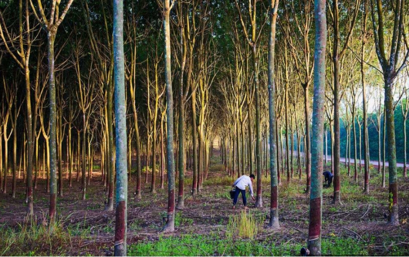 How Does Fulvic Acid Enhance Soil Fertility? Introduction In the rapidly evolving field of agriculture, especially with the increasing emphasis on sustainable practices, the spotlight is currently on organic amendments like fulvic acid. This article aims to explain the role fulvic acid plays in enhancing soil fertility, as well as debunk common misconceptions about its usage. So let's dive in and uncover the mysteries of fulvic acid.