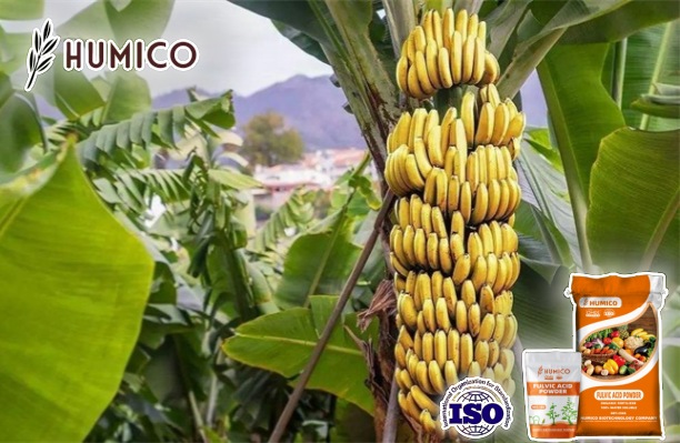 Benefits of Fulvic Acid Fertilizer for Bananas Planting Benefits of Fulvic Acid Fertilizer for Bananas Planting - Humico